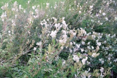 DSCF1354