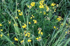 DSCF1355