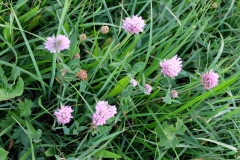 DSCF1356